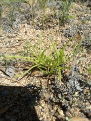 Phemeranthus confertiflorus