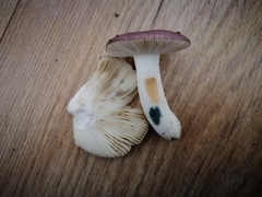 Russula pelargonia