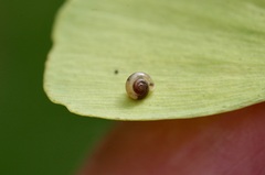 Hygromia cinctella
