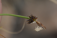 Carex nigricans
