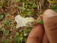 Cypella opalina opalina