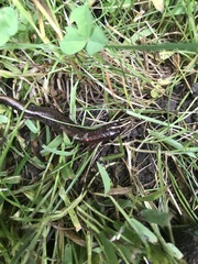 Plethodontidae