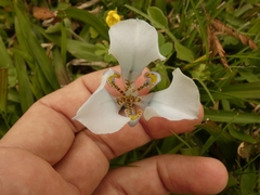 Cypella opalina opalina