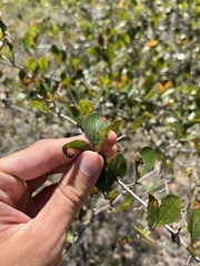 Crataegus spathulata
