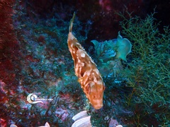 Sphoeroides marmoratus