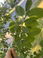 Ulmus