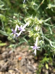 Ipomopsis multiflora