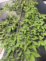 Euonymus alatus