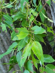 Salix amygdaloides