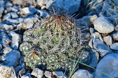 Coryphantha sulcata