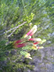 Erica discolor