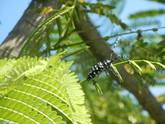 Anoplophora chinensis