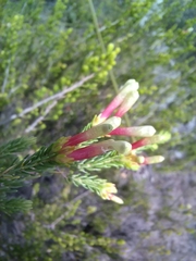 Erica discolor