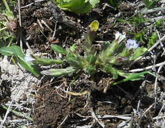 Gentiana aquatica