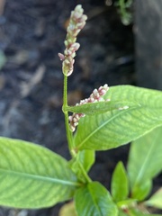 Persicaria lapathifolia