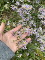 Symphyotrichum undulatum