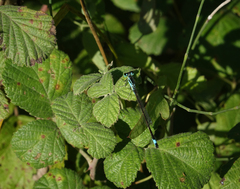 Ischnura elegans elegans