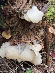 Pseudohydnum gelatinosum