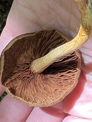 Cortinarius semisanguineus