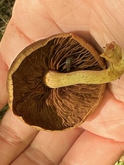 Cortinarius semisanguineus