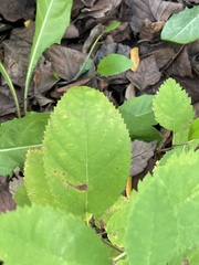 Collinsonia canadensis