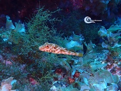 Sphoeroides marmoratus