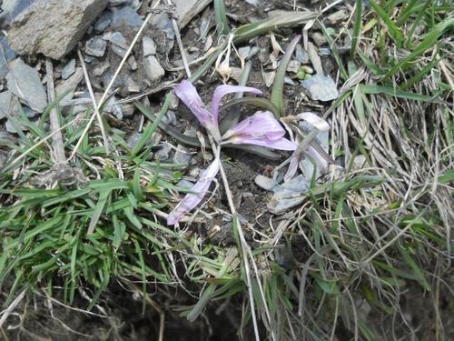 Colchicum trigynum