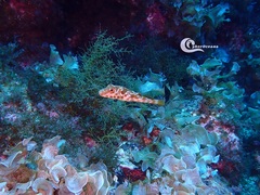 Sphoeroides marmoratus