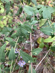 Symphyotrichum undulatum