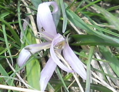 Colchicum trigynum