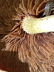 Cortinarius semisanguineus