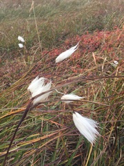Eriophorum angustifolium