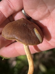 Cortinarius semisanguineus