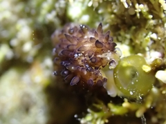 Thysanozoon brocchii