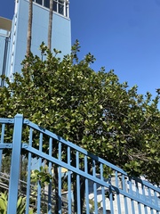 Ilex × altaclerensis