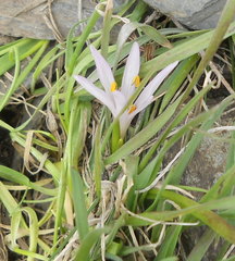 Colchicum trigynum
