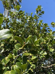 Ilex × altaclerensis