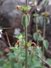 Stachydeae