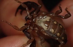 Euscorpius flavicaudis