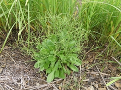 Limonium carolinianum