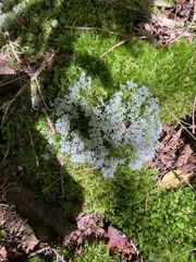 Cladonia subtenuis