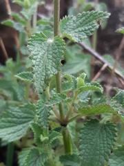 Stachydeae