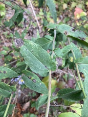 Symphyotrichum undulatum