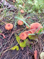 Laccaria laccata