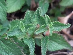 Stachydeae
