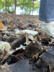 Amanita abrupta