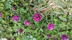 Trifolium burchellianum