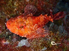 Scorpaena maderensis
