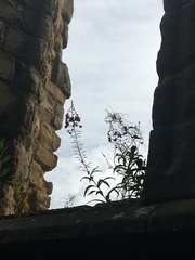 Chamaenerion angustifolium