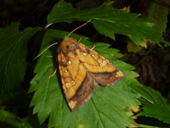 Papaipema leucostigma